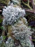 Torrs - lichen
