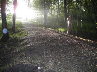 Path to the Community Orchard in the rain