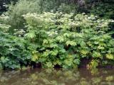 Giant Hogweed on the Peak Forest Canal