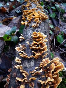 Torrs - fungi