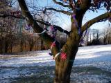 High Lee Park Tree Dressing