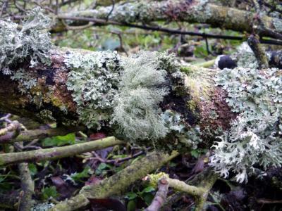 Torrs - lichen