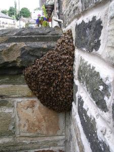 New Mills- Bee Swarm